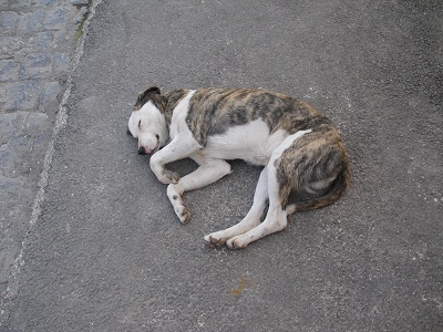 ポンペイ遺跡の犬達 知りたい イタリア発 最新情報ブログ